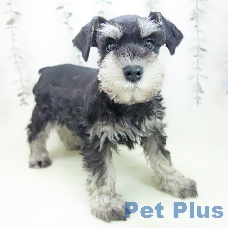 ミニチュア・シュナウザー