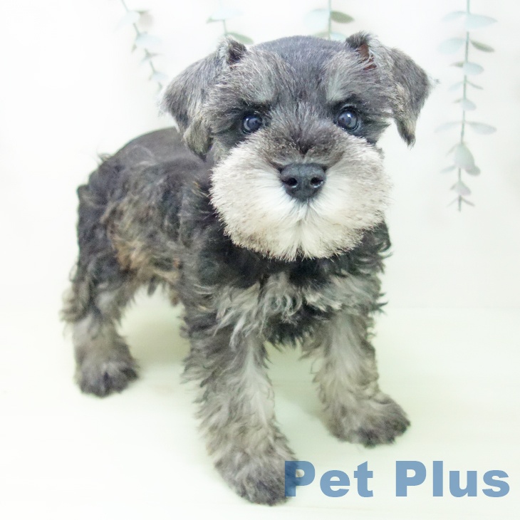 ミニチュア・シュナウザー