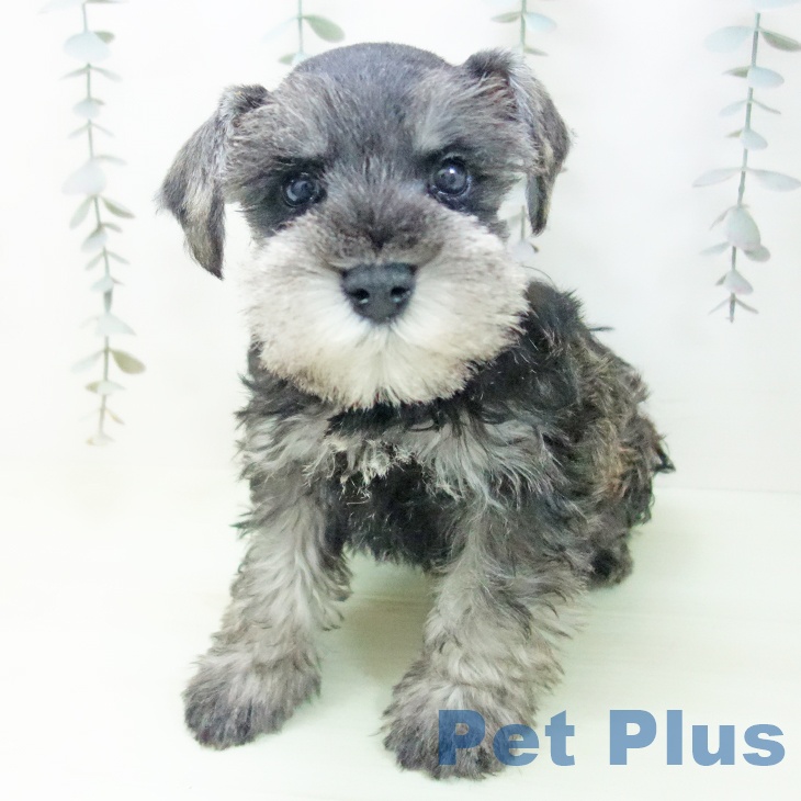 ミニチュア・シュナウザーの写真2