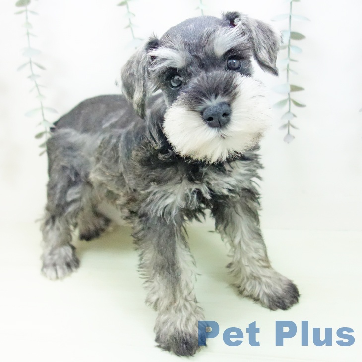 ミニチュア・シュナウザー