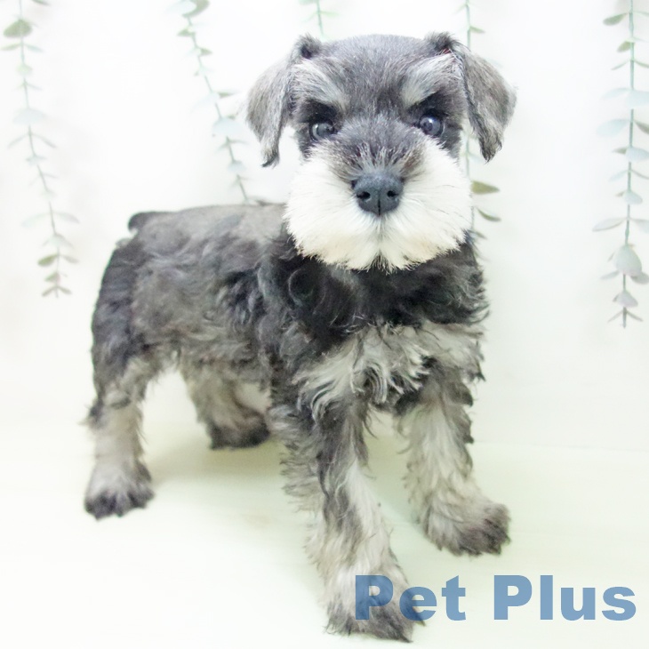 ミニチュア・シュナウザー