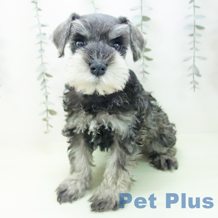 ミニチュア・シュナウザーの写真2