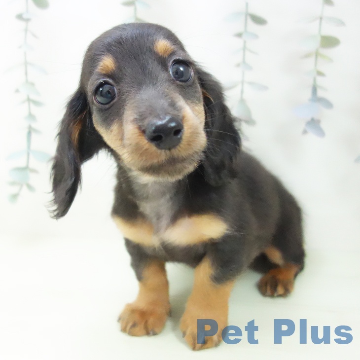 ミニチュア・ダックスフンド