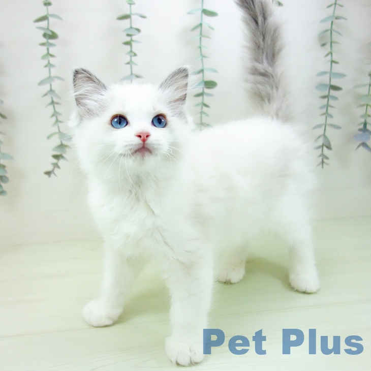 ラグドールの写真2