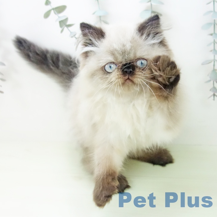 ヒマラヤンの写真2