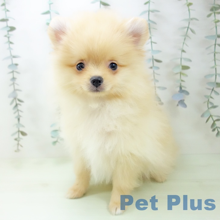 ポメラニアンの写真2