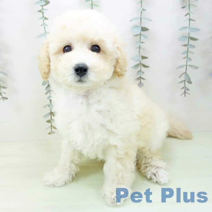 トイ・プードルの写真2