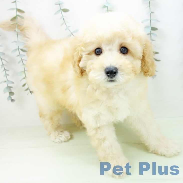 トイ・プードルの写真2