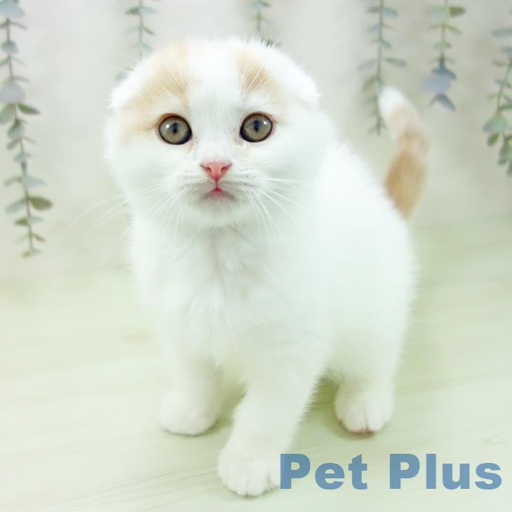 スコティッシュフォールド