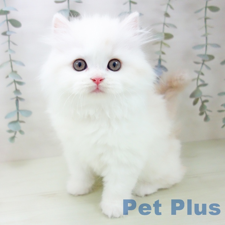 スコティッシュフォールド