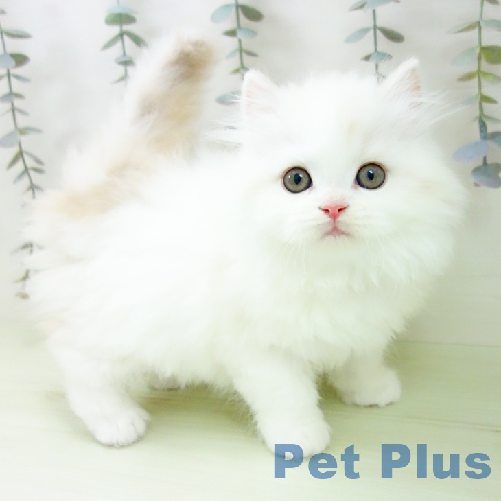 スコティッシュフォールドの写真2