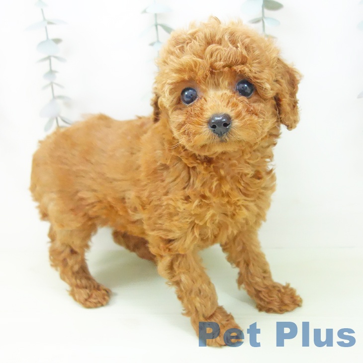 トイ・プードルの写真2