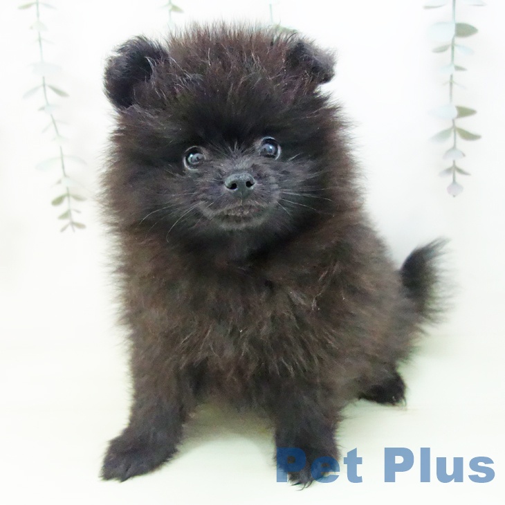 ポメラニアンの写真2