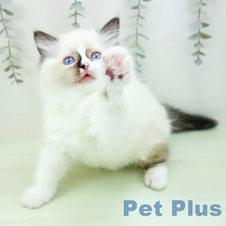 ラグドールの写真2