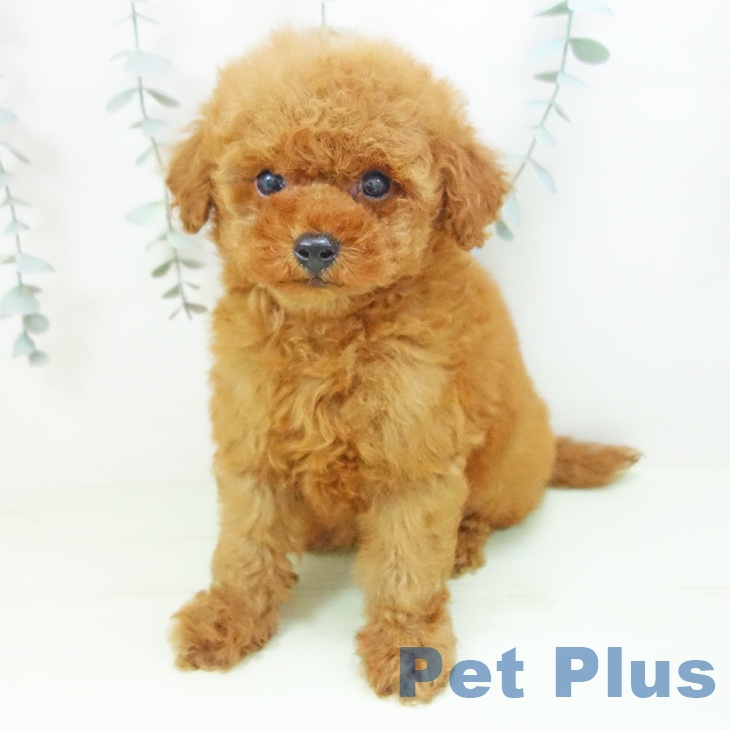 トイ・プードルの写真2