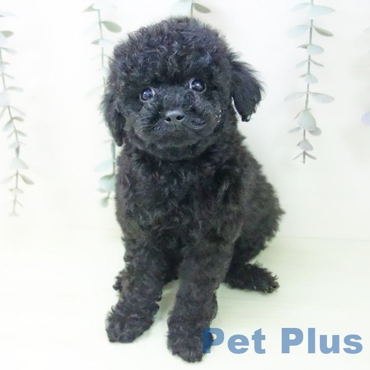 トイ・プードルの写真2