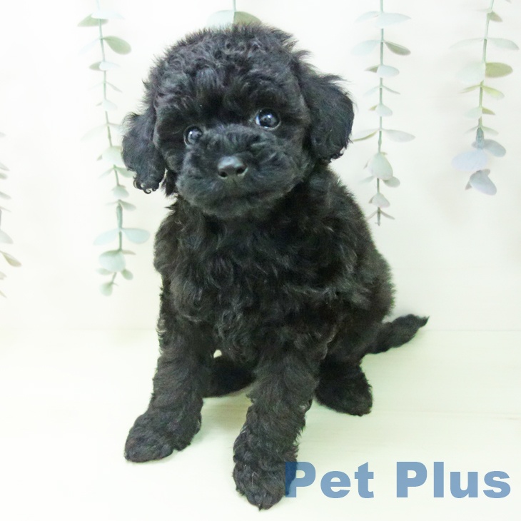 トイ・プードルの写真2