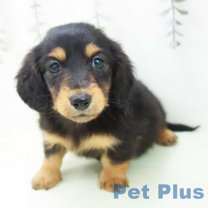 ミニチュア・ダックスフンドの写真2