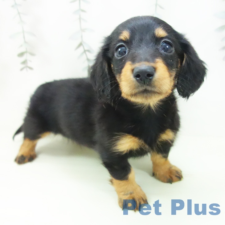 ミニチュア・ダックスフンド