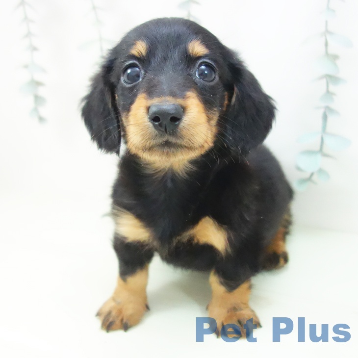 ミニチュア・ダックスフンドの写真2