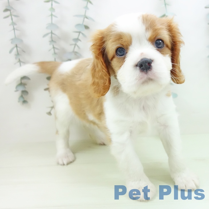 キャバリア・キングチャールズ・スパニエルの写真2