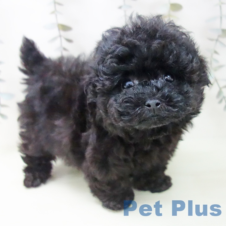 トイ・プードル