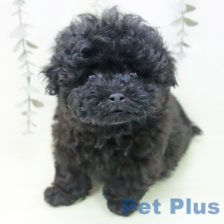 トイ・プードルの写真2