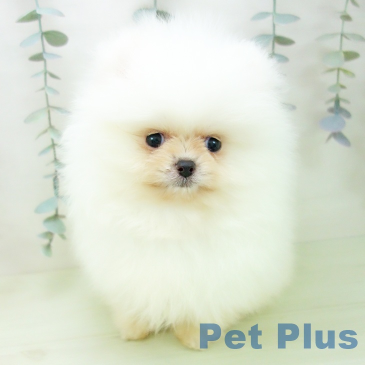 ポメラニアンの写真2