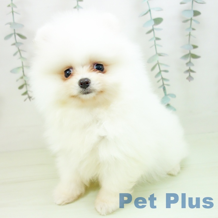 ポメラニアンの写真2