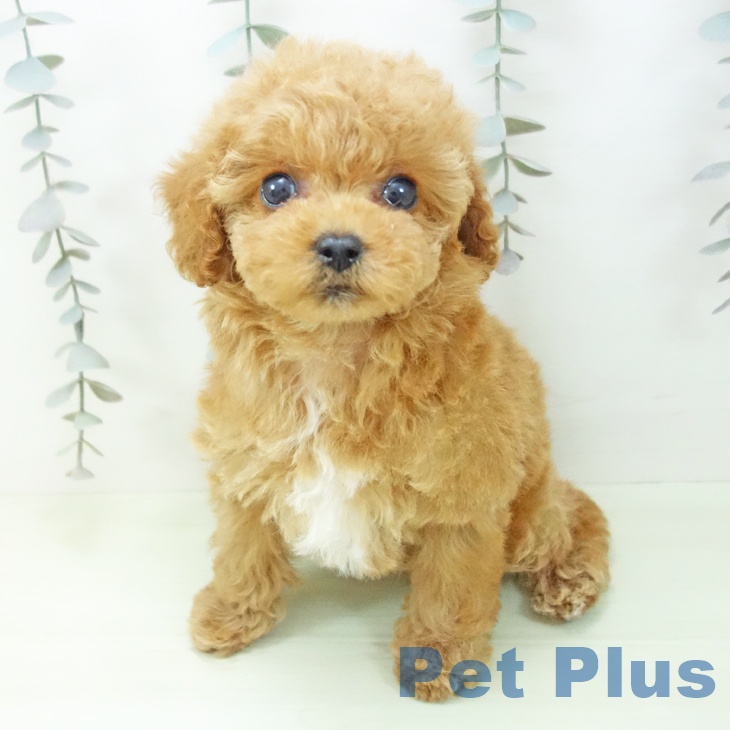 トイ・プードル