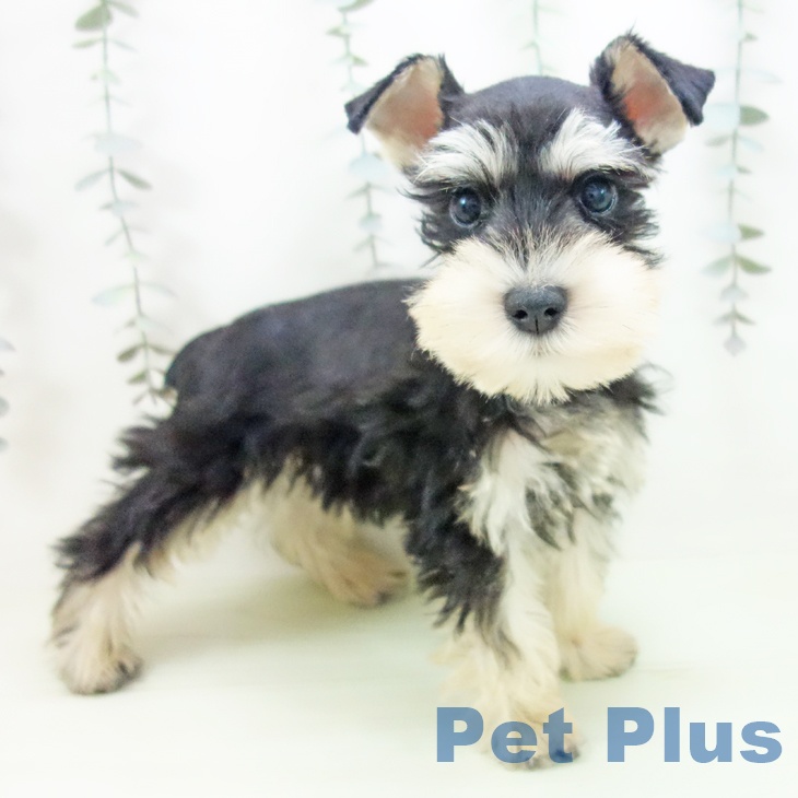 ミニチュア・シュナウザー