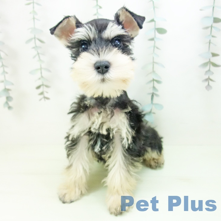 ミニチュア・シュナウザーの写真2