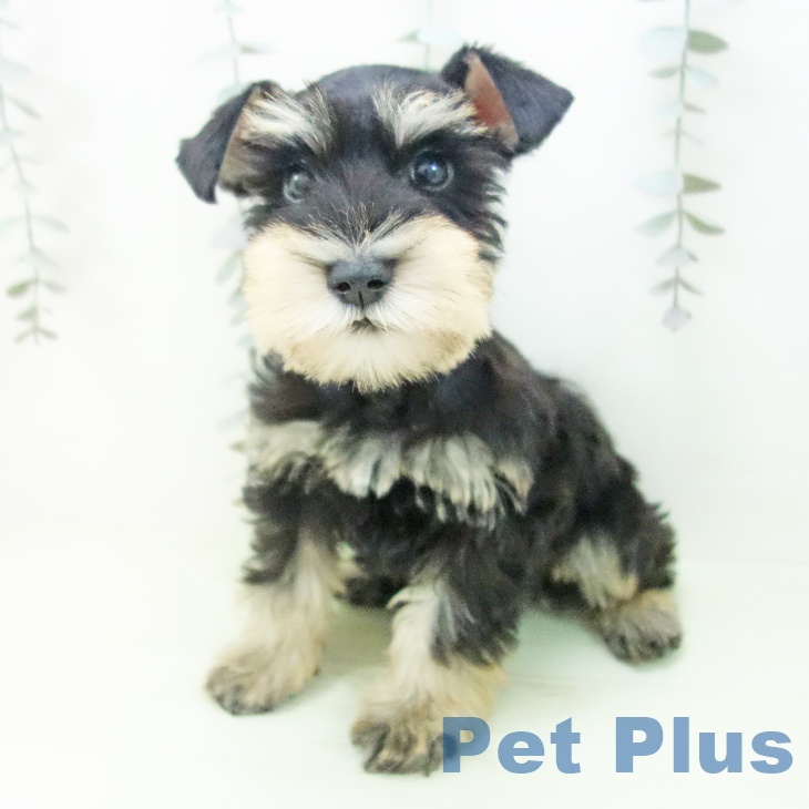 ミニチュア・シュナウザーの写真2