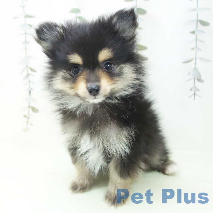 ポメラニアンの写真2