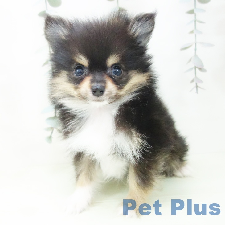 ポメラニアンの写真2