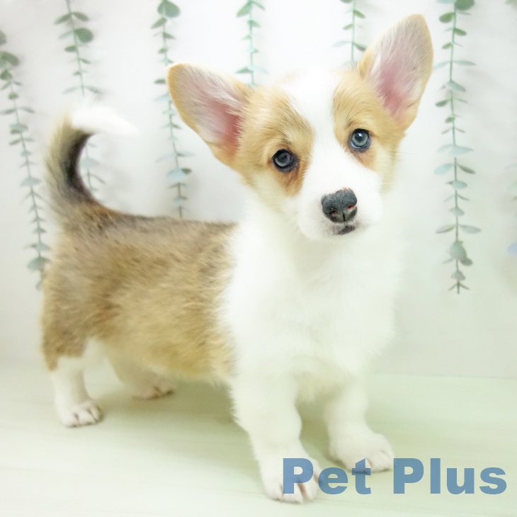 ウェルシュ・コーギー・ペンブローク