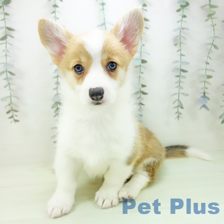 ウェルシュ・コーギー・ペンブロークの写真2