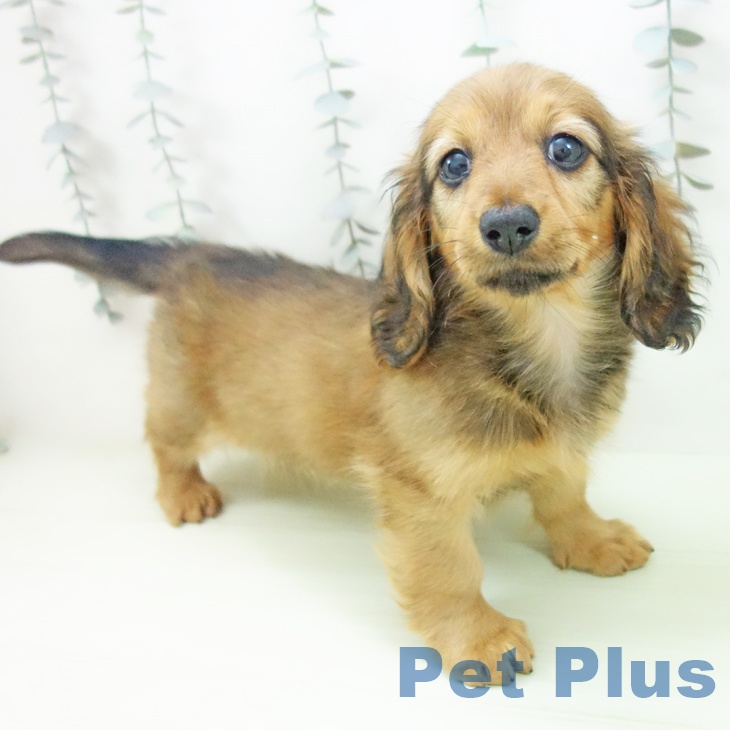 ミニチュア・ダックスフンドの写真2