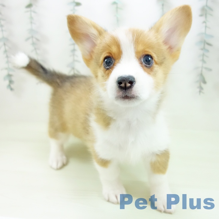 ウェルシュ・コーギー・ペンブローク