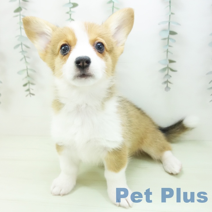 ウェルシュ・コーギー・ペンブロークの写真2