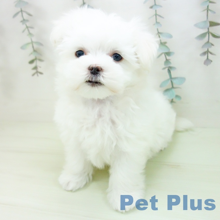 マルチーズの写真2