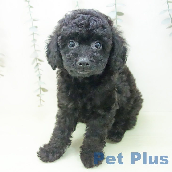 トイ・プードル