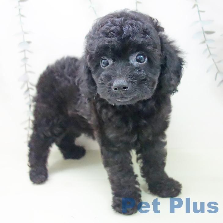 トイ・プードルの写真2