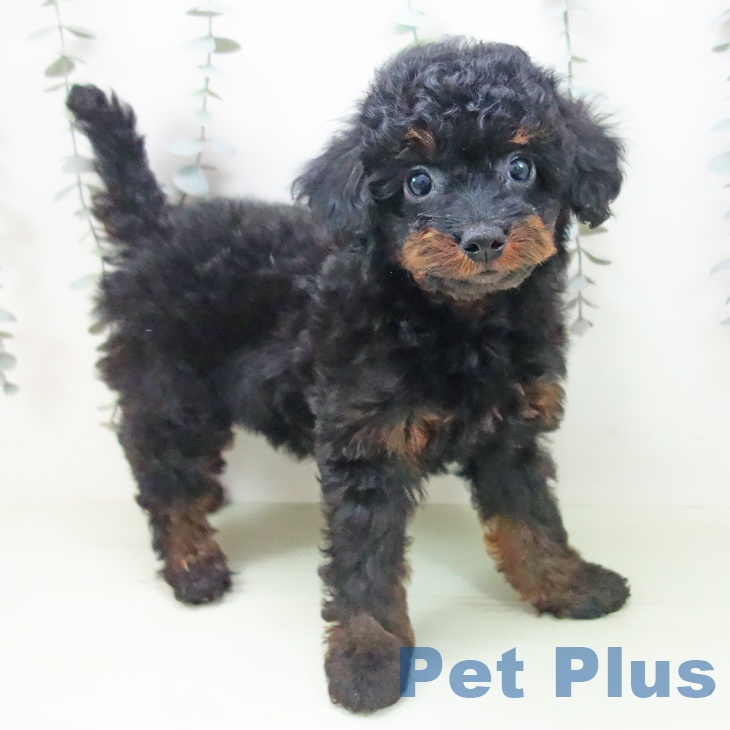 トイ・プードル