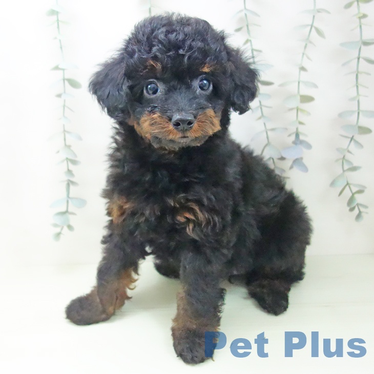 トイ・プードルの写真2