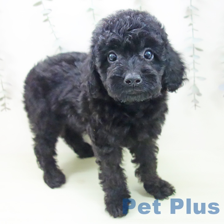 トイ・プードル