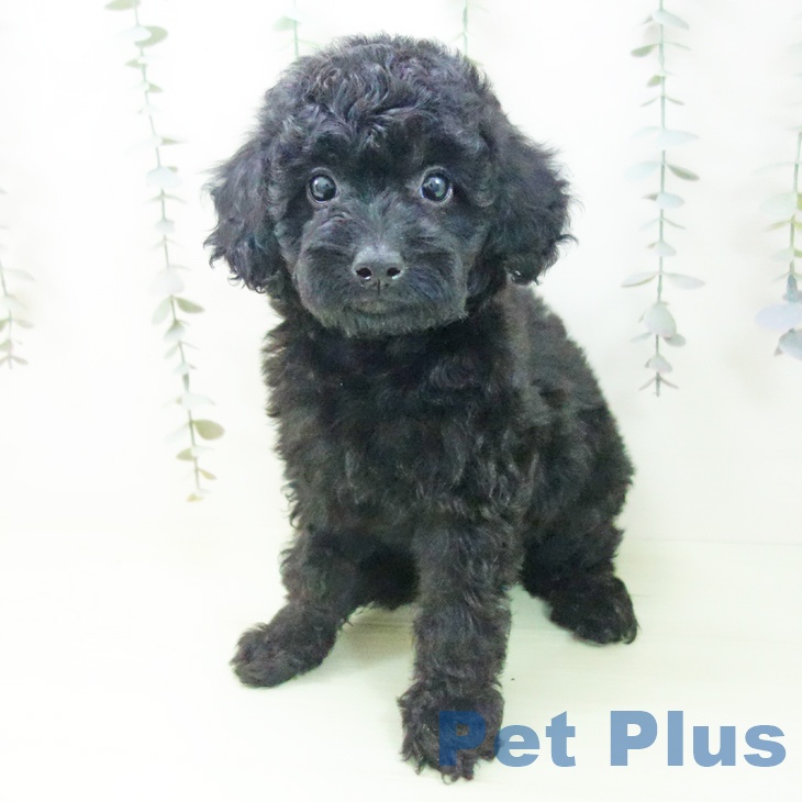 トイ・プードルの写真2