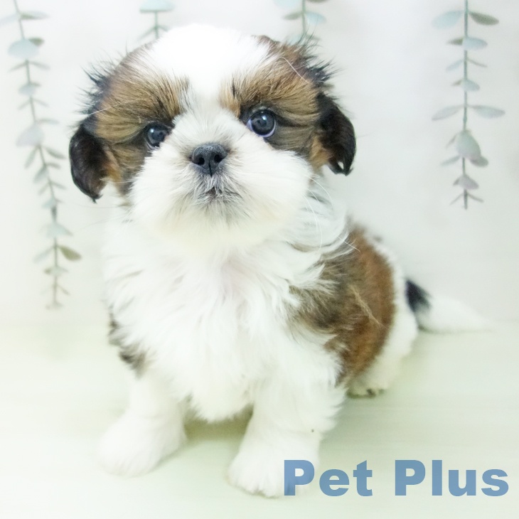 シー・ズーの写真2