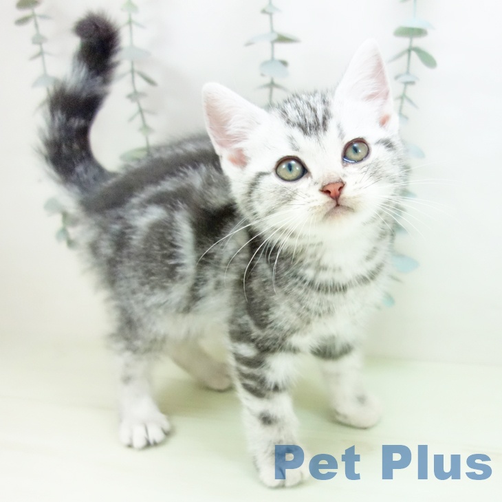 アメリカンショートヘア