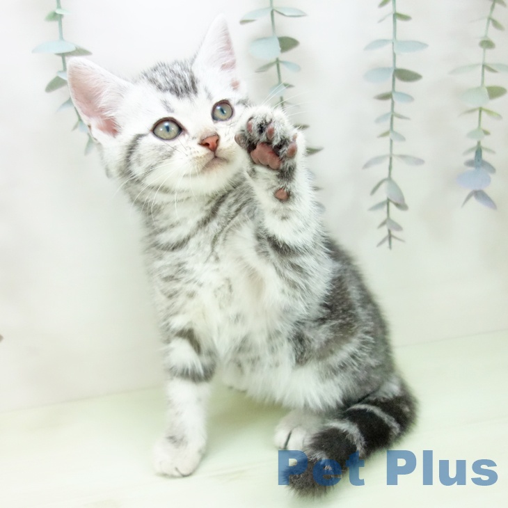 アメリカンショートヘアの写真2